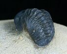 Bargain Reedops Trilobite - Inches #6115-2